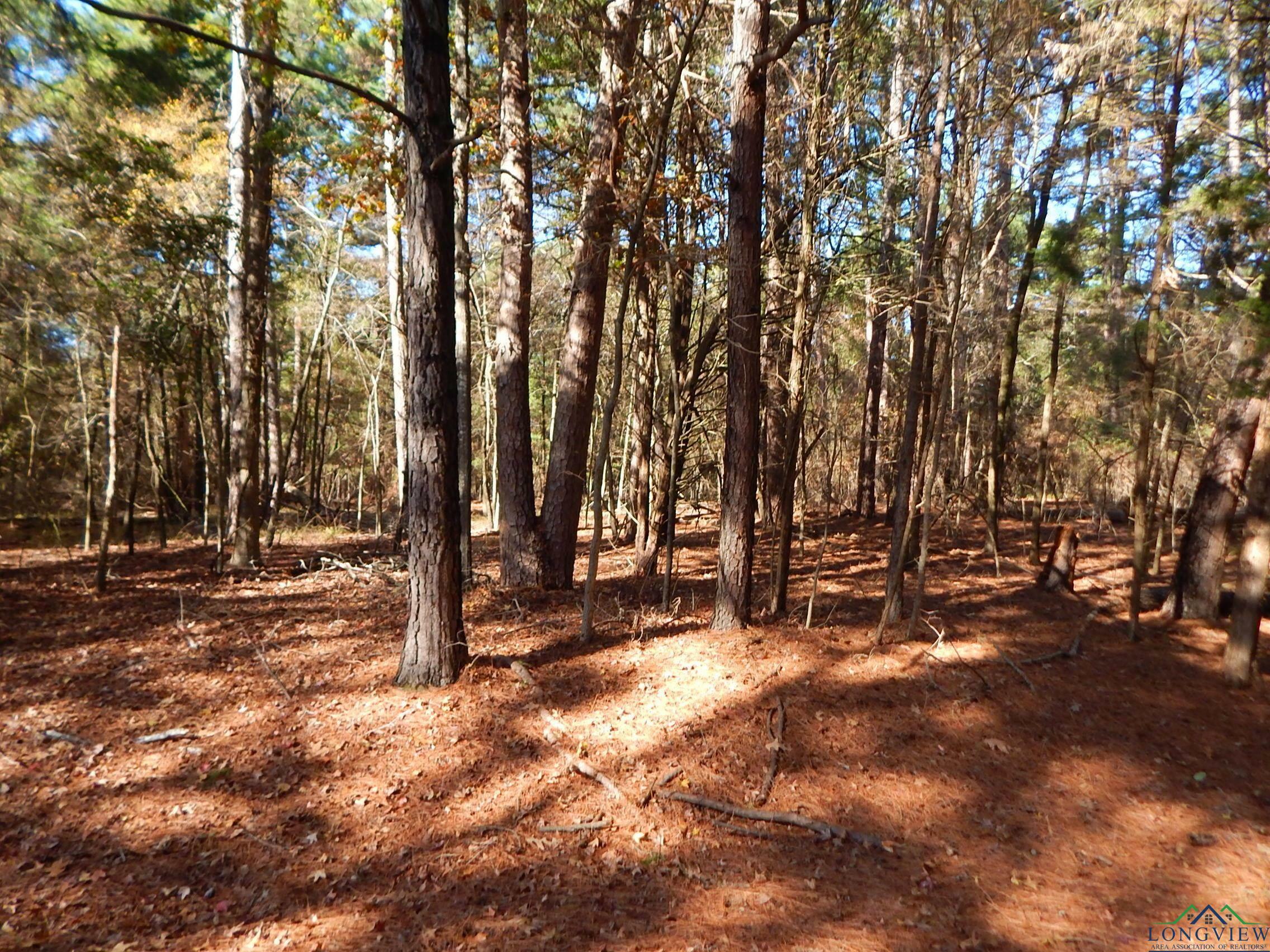 Property Photo:  450 County Road 2359  TX 75568 