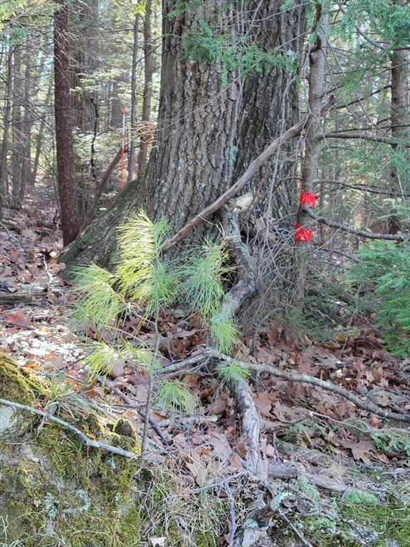 Property Photo:  Lot 0 Stevens Park Rd  MA 01507 