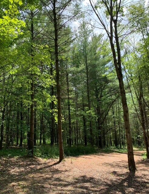 Property Photo:  0 Steam Mill Rd  NY 14869 