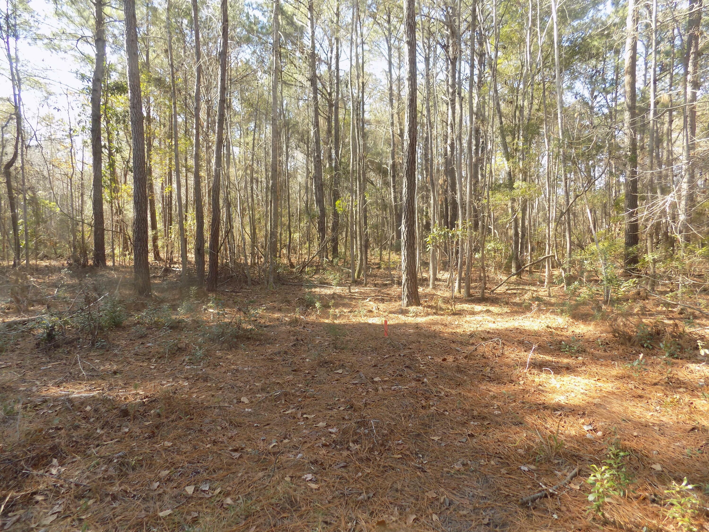 Property Photo:  2323 Highway 174  SC 29438 