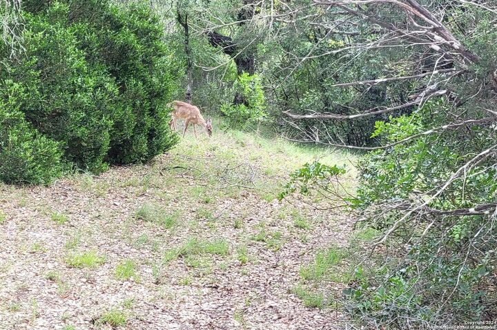 Property Photo: Lot 270 Forest Clfs TX 78253