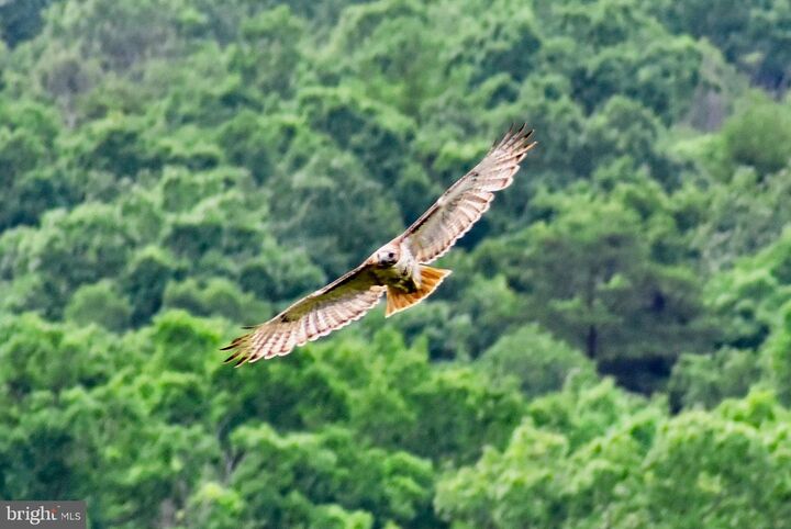 Property Photo: 439 Acres Laurel Grove Rd. VA 22602
