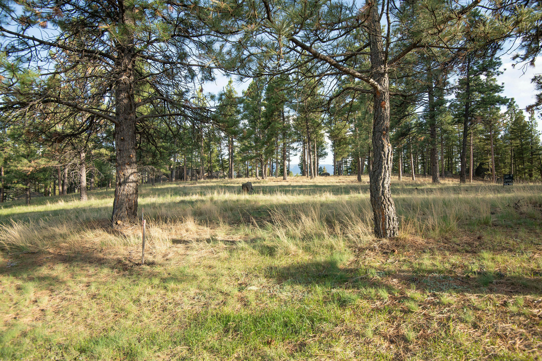 Property Photo: Tbd Leaning Tree Lane MT 59634