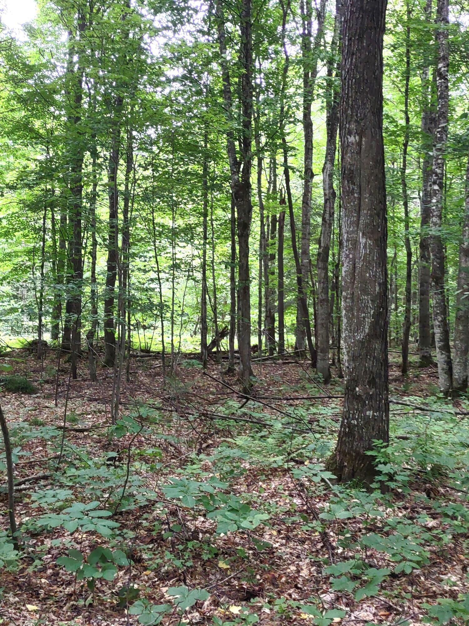 Property Photo: Osborn Drive MI 49853