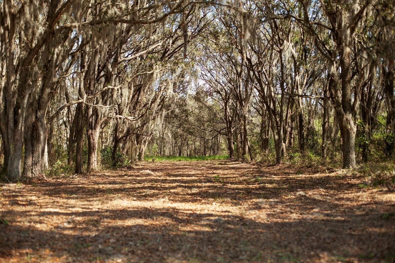 Property Photo: 8000 Pine Island Road FL 34711