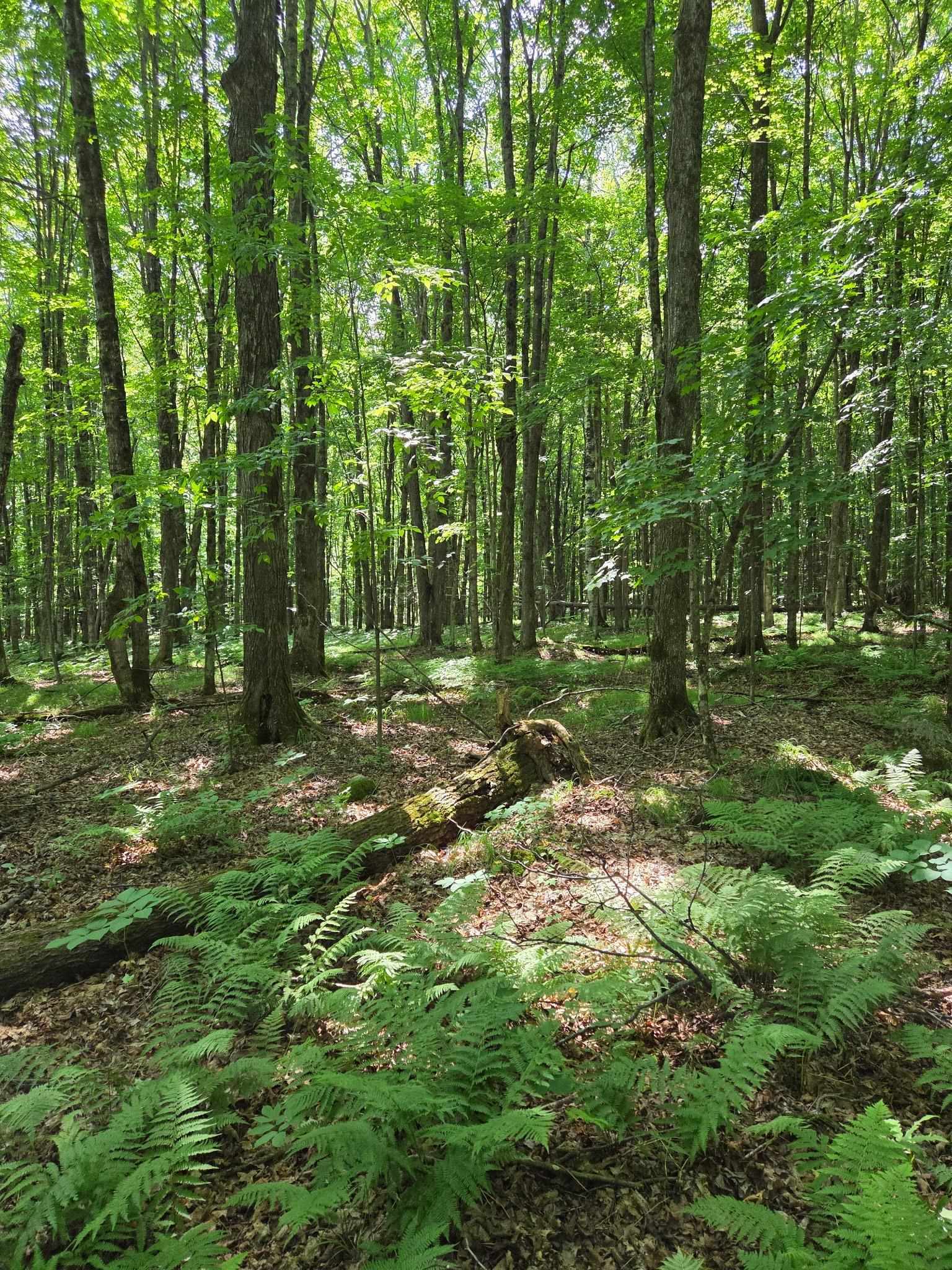 Property Photo: 10555 Easement Road WI 54542