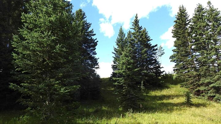Property Photo:  15404 85 Street SW  AB T3H 5Z9 