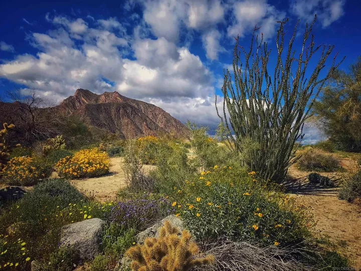 0 Palm Canyon Dr. 0  Borrego Springs CA 92004 photo