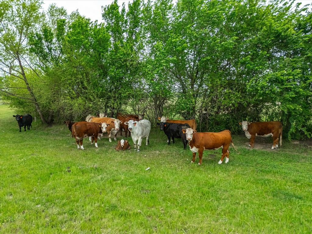 Property Photo:  Tbd Lot Pt 15 &Amp 16 County Road 1271  TX 76225 