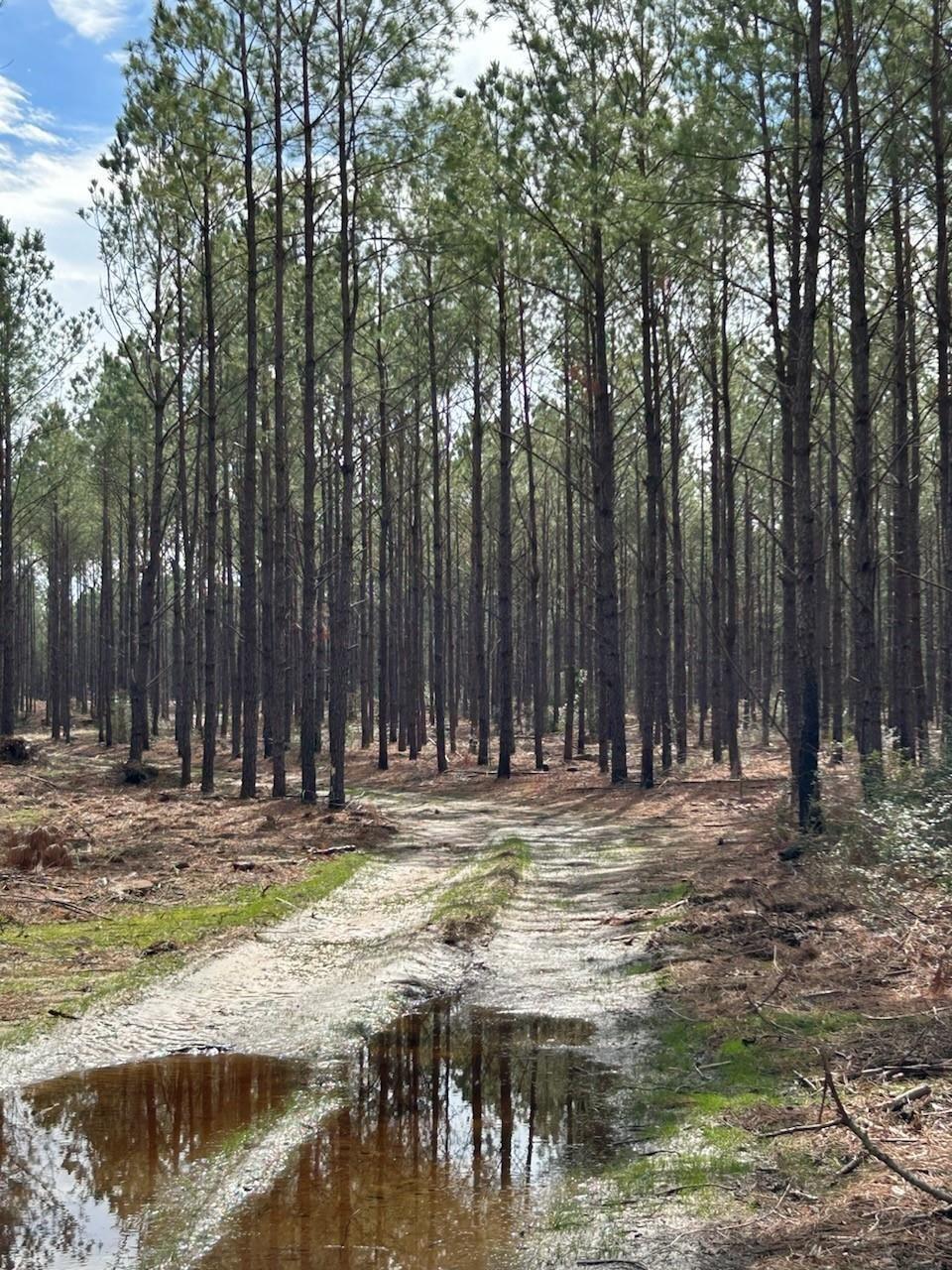 Property Photo: Tract 2 Lloyd Walker Road TX 75949