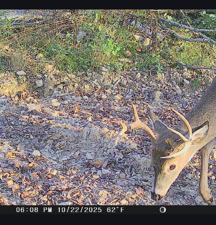 Property Photo:  1820 Sulphur Springs Hollow Road  KY 42501 