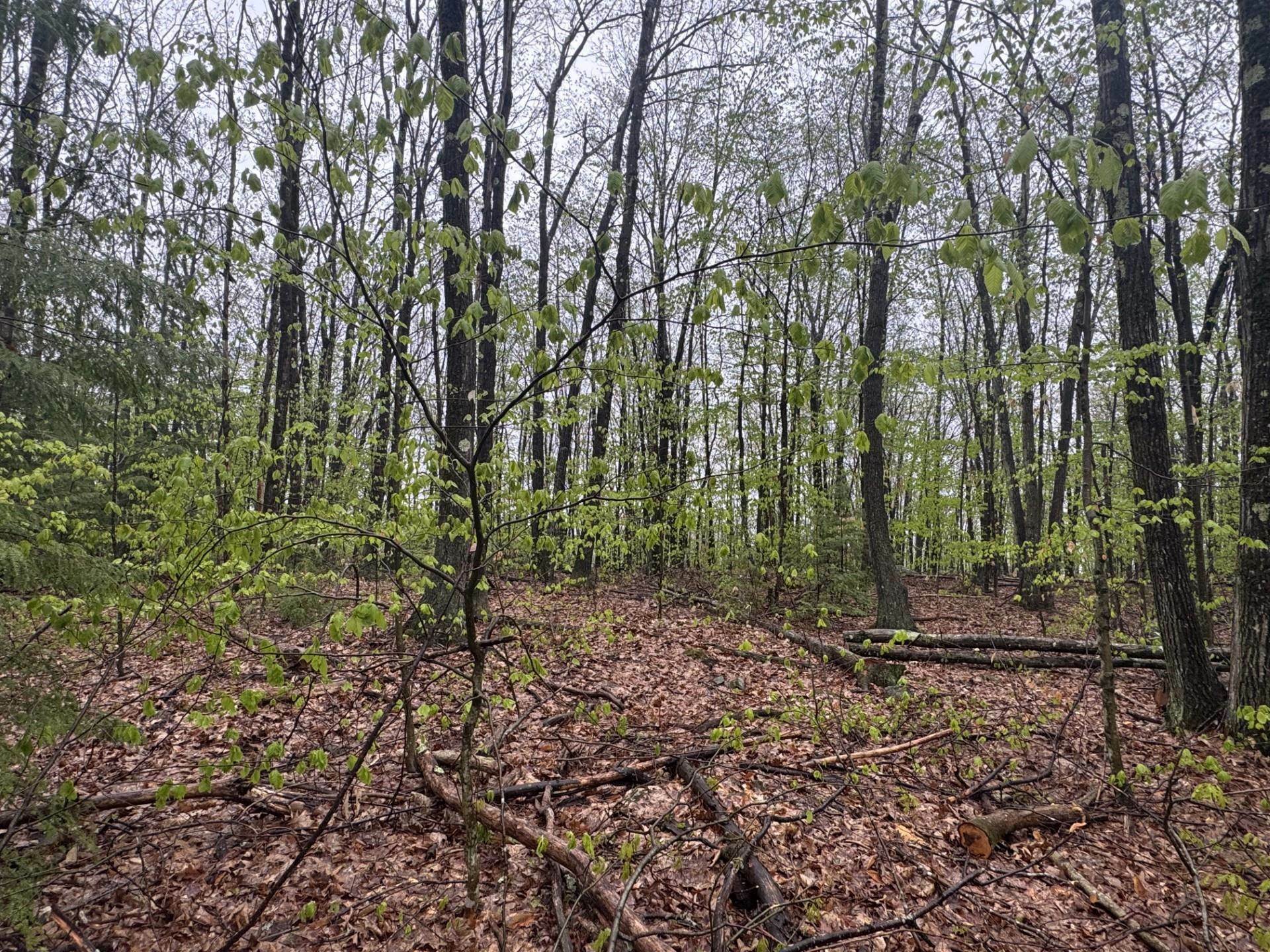 Property Photo: 0 Old Walpole Road NH 03431