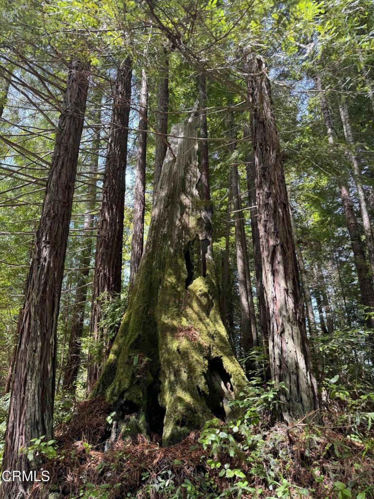 Property Photo: 23501 Branscomb Road CA 95488