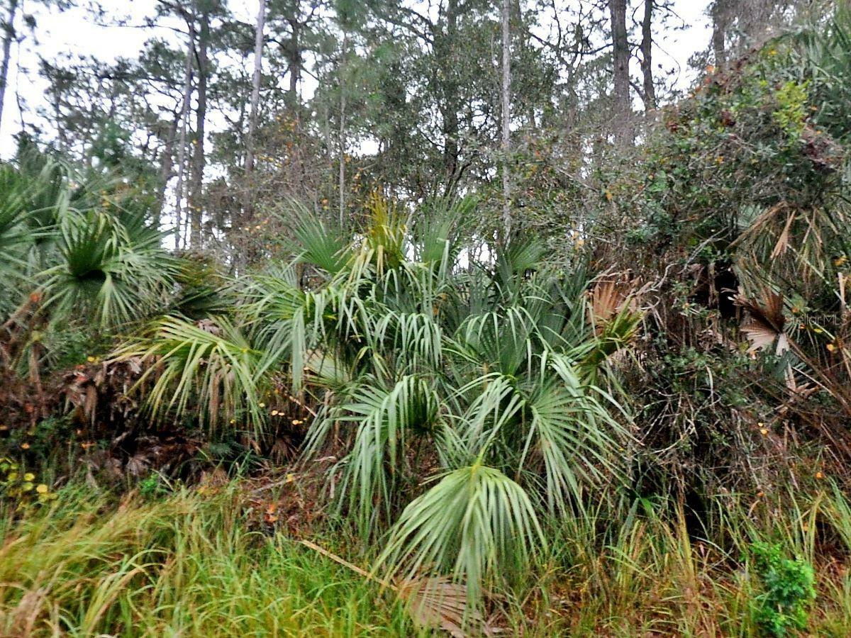 Property Photo: Trentwood Lane FL 34286