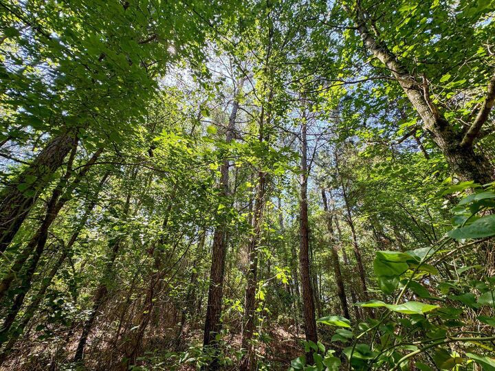 Property Photo:  Tbd County Road 2617  TX 75563 