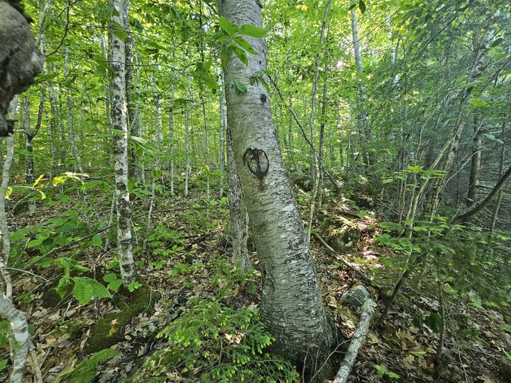 Property Photo: Pl5,6,9,10 Great Moose Drive ME 04493