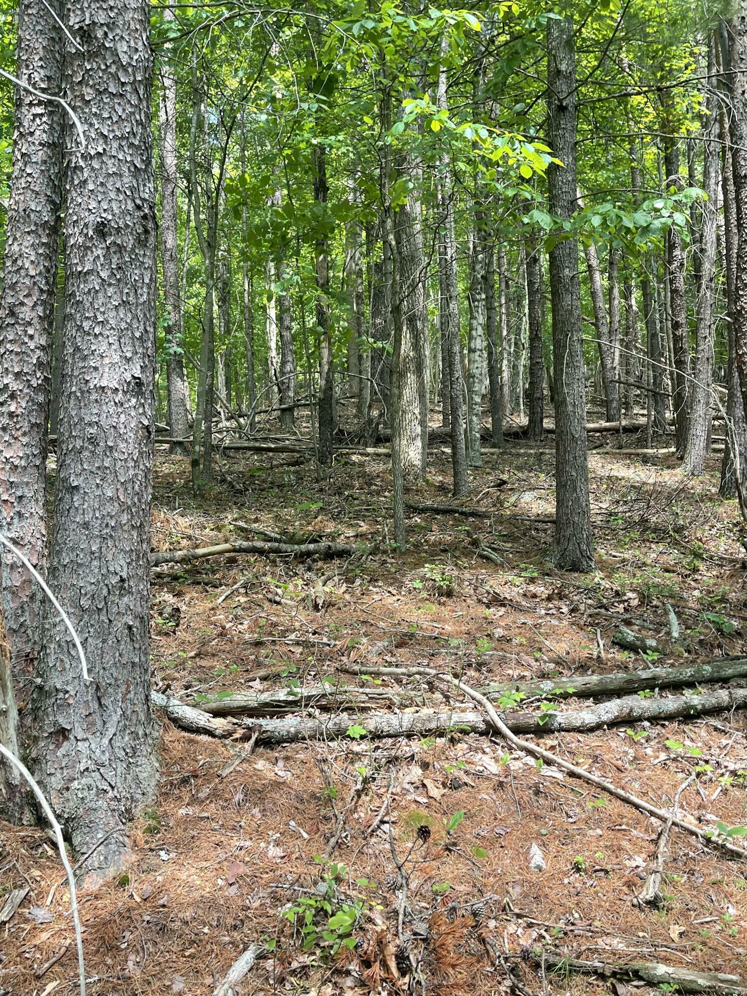 Cove Creek Rd  Sweet Springs WV 24941 photo