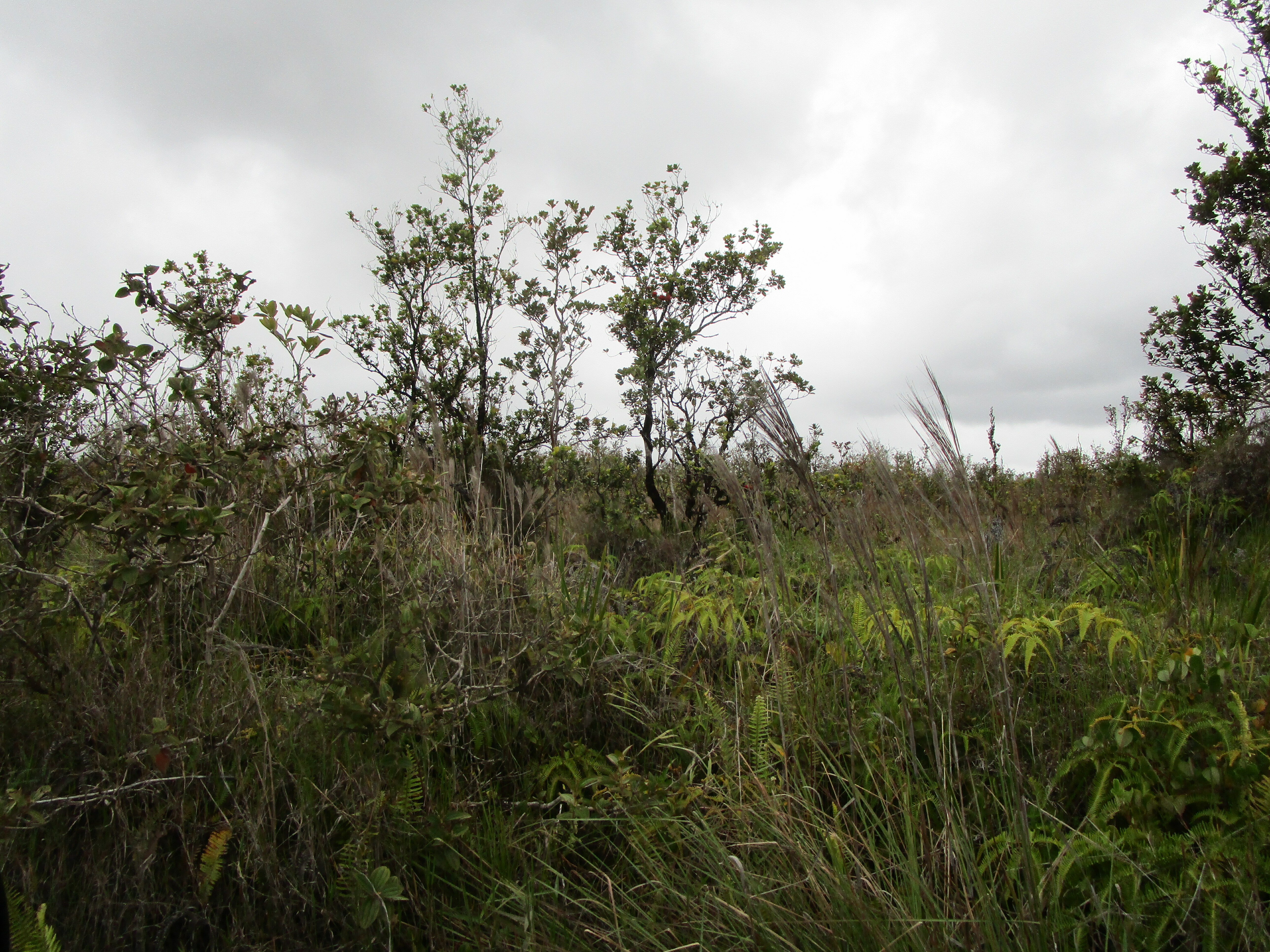 Property Photo: Omeka Rd HI 96785