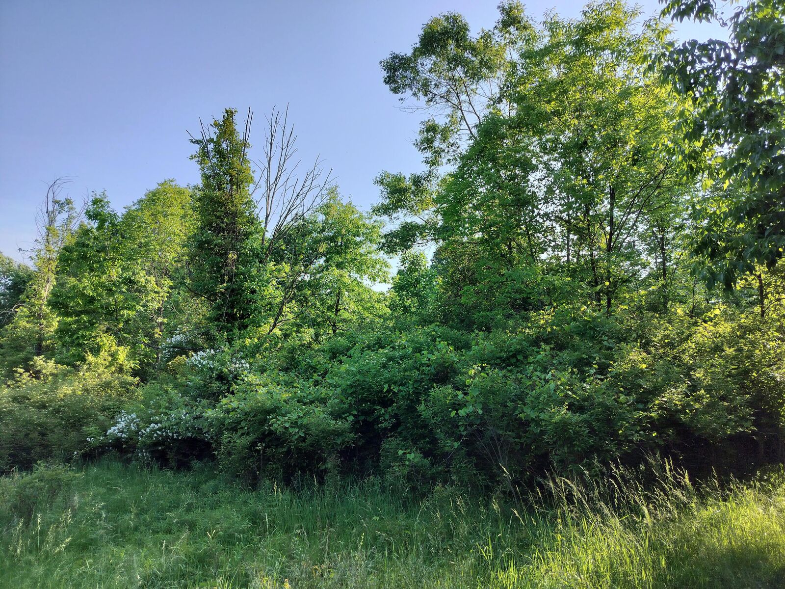 Property Photo:  Vl 56th Street  MI 49408