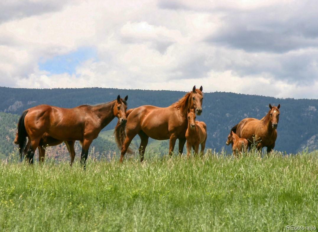 Property Photo:  5812 Remuda Ranch Parkway  CO 80118 