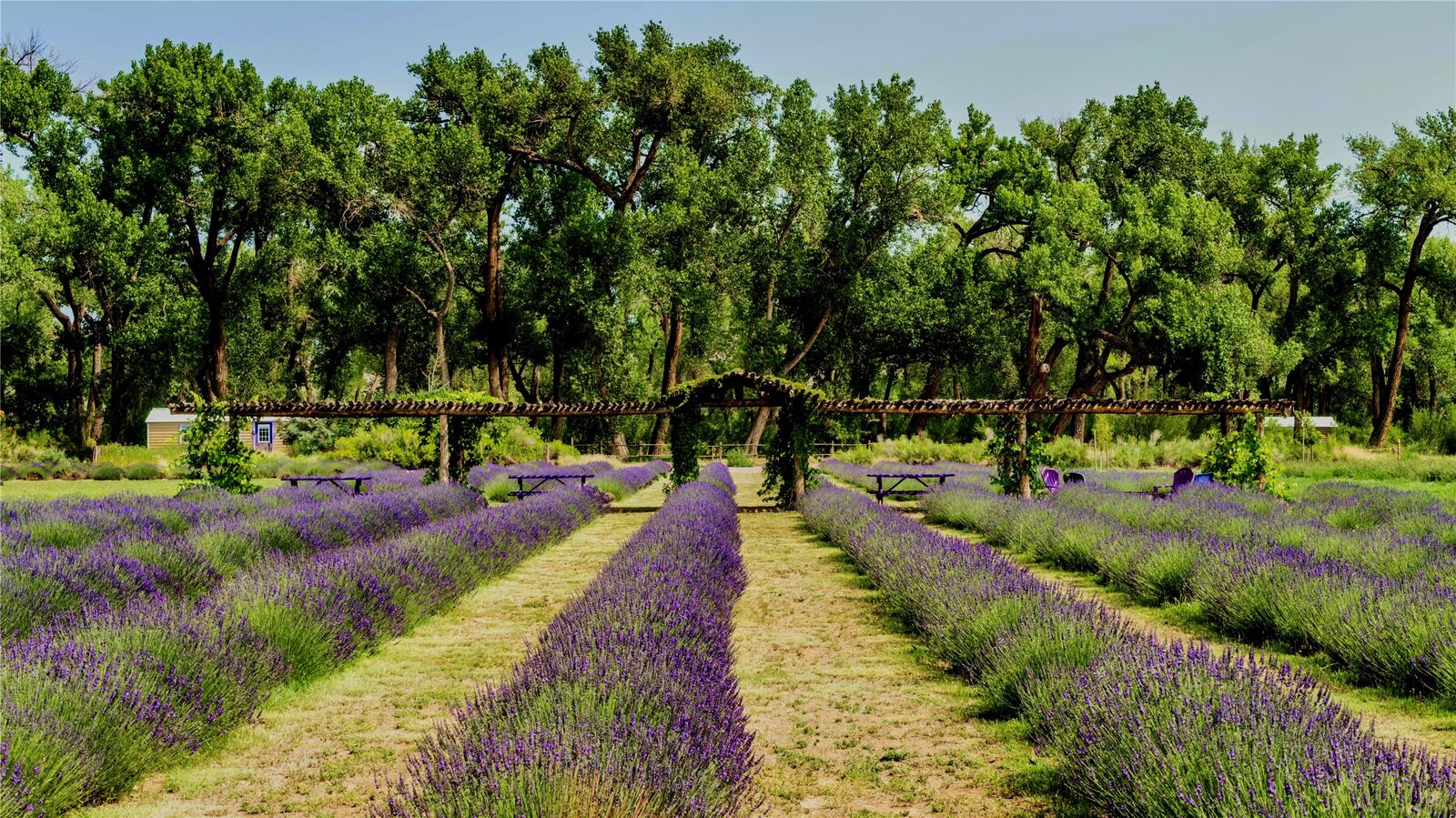 Property Photo:  Purple Adobe Lavender Farm #25 Private Dr 1622  NM 87510 