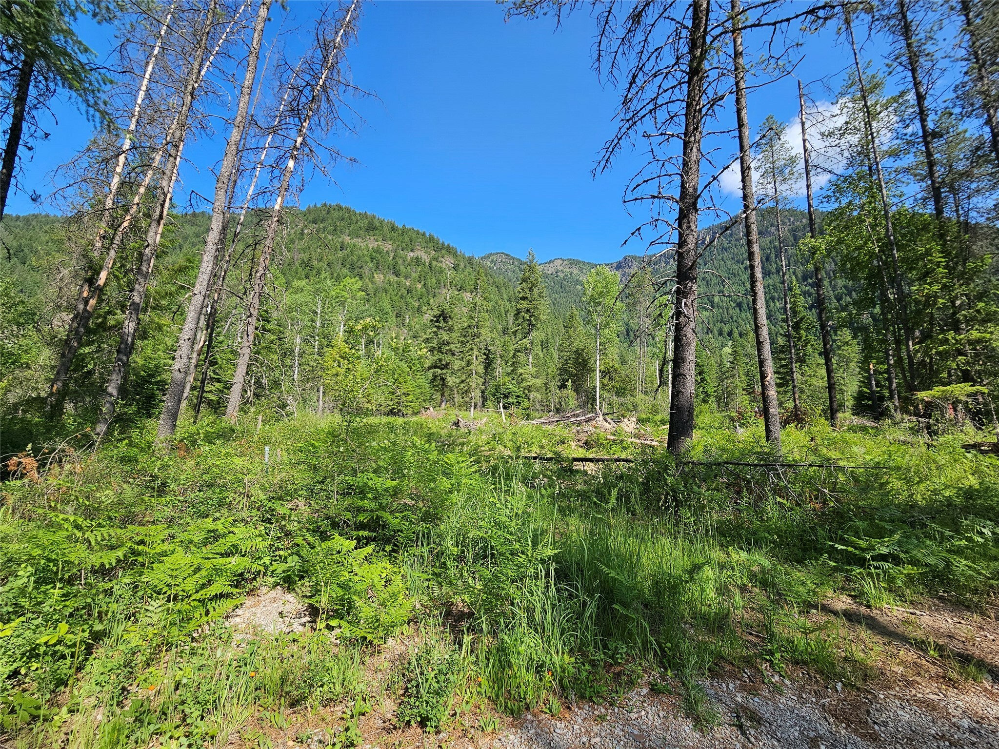 Property Photo: Lot 1 Conifer Lane MT 59853