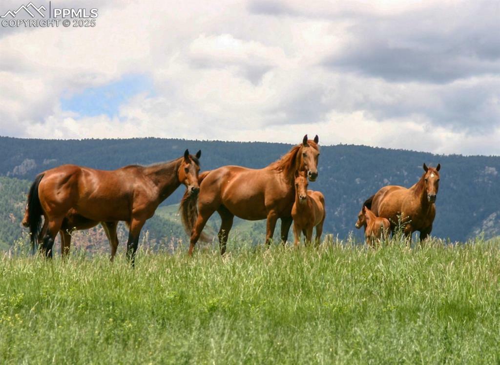 Property Photo: 5499 Remuda Ranch Parkway CO 80118