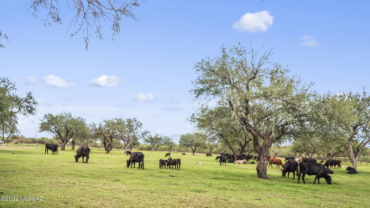 Property Photo:  3155 W Elephant Head Road  AZ 85645 