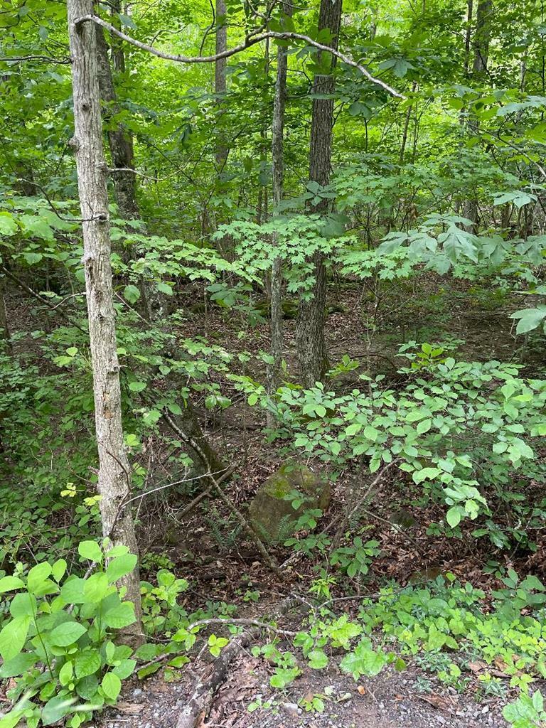 Property Photo: 0 Sandlick Road WV 24740
