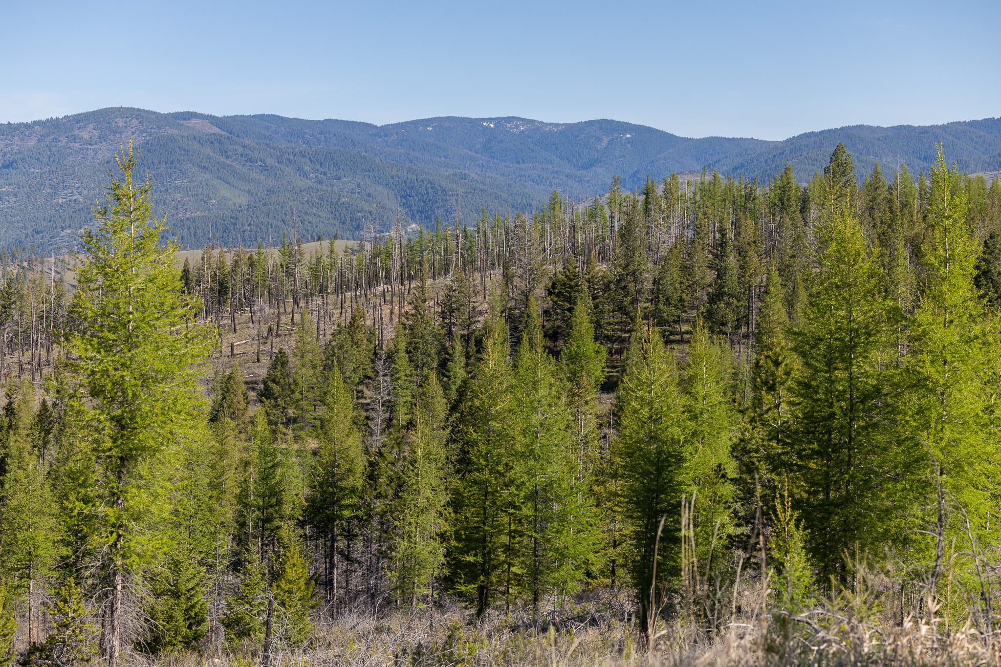 Property Photo: Lolo Peak Shadows MT 59847