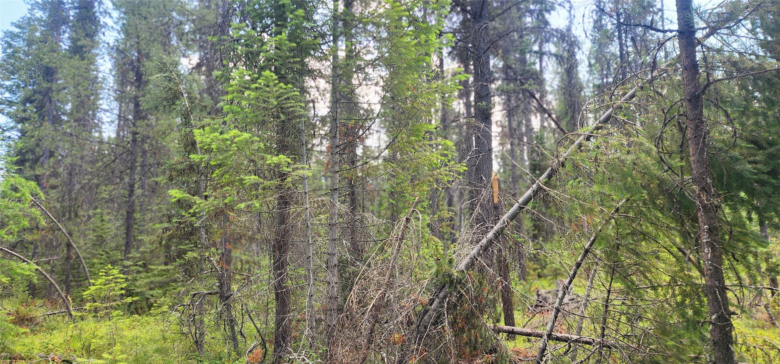 Property Photo: 9295 Highway 93 N MT 59927