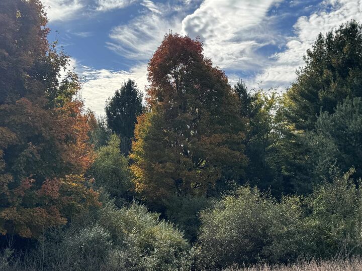 Property Photo: 1.6 Acres January Drive MI 49684