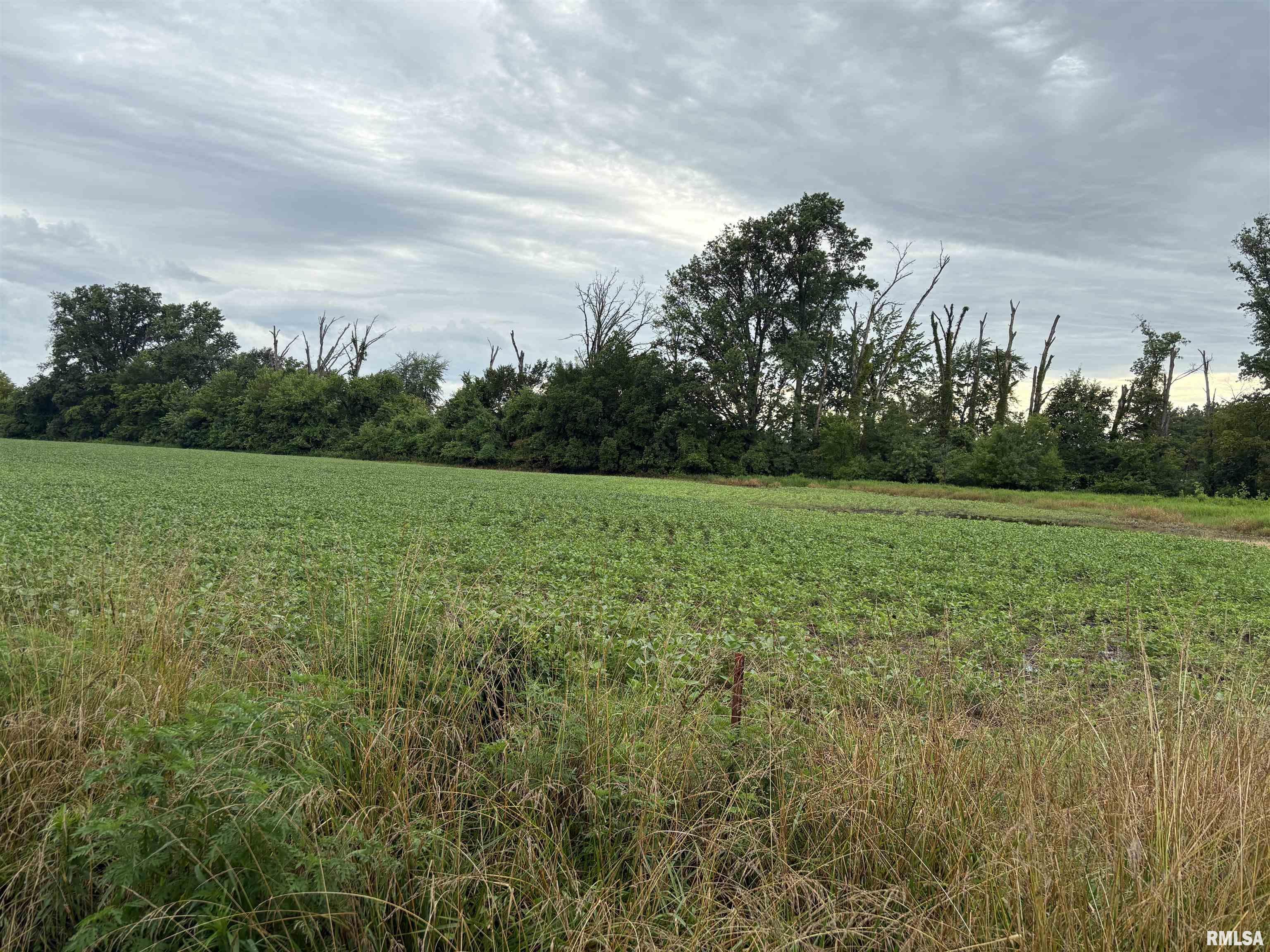 Property Photo: 00 N Randolph Drive IL 62801