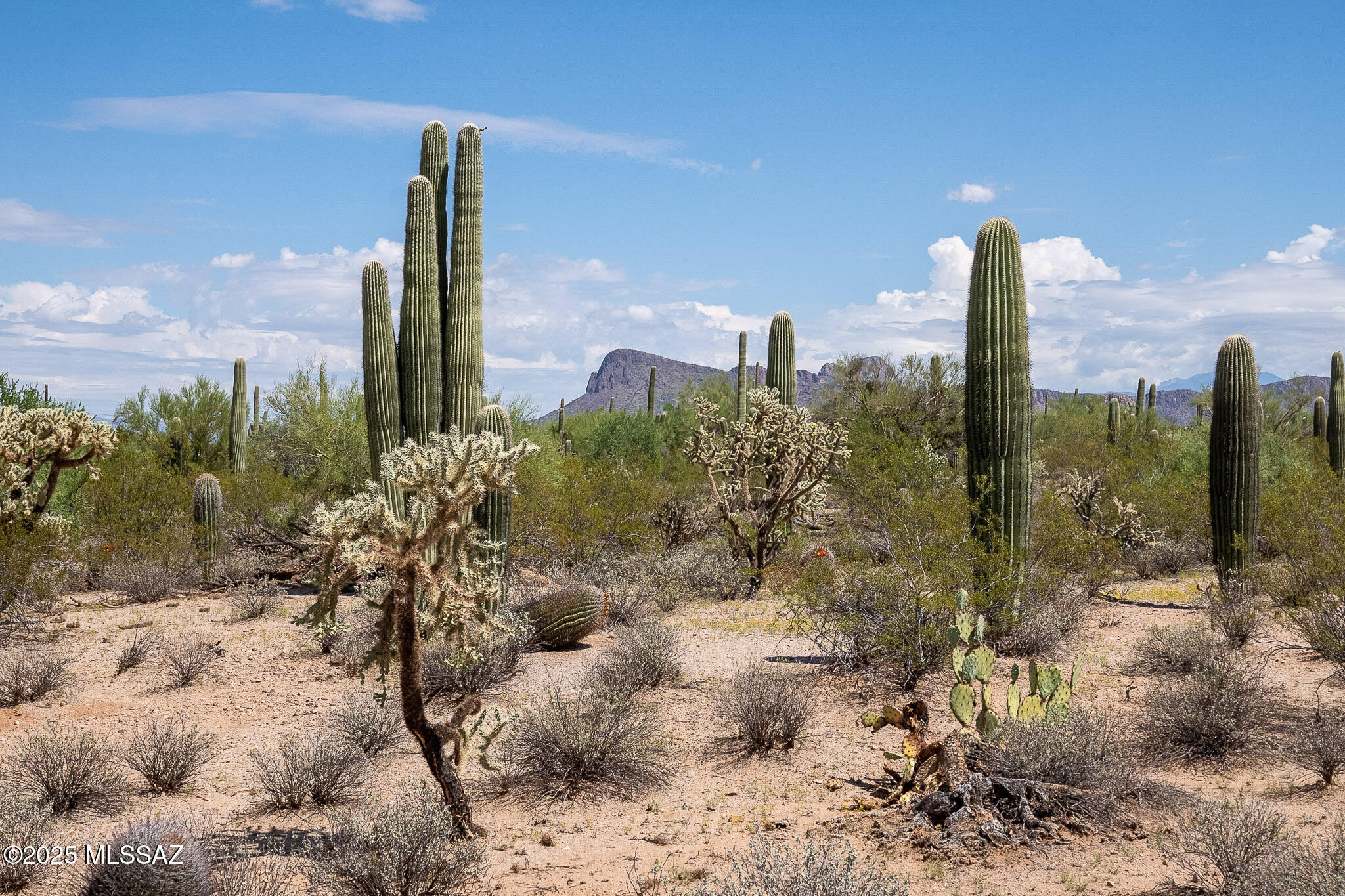 Property Photo: 11690 W Rudasill Road 0 AZ 85743