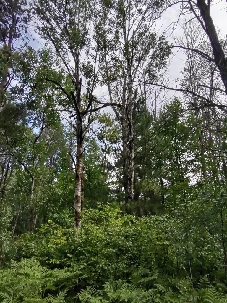 Property Photo:  Xxxx 159th Avenue  MN 56477 