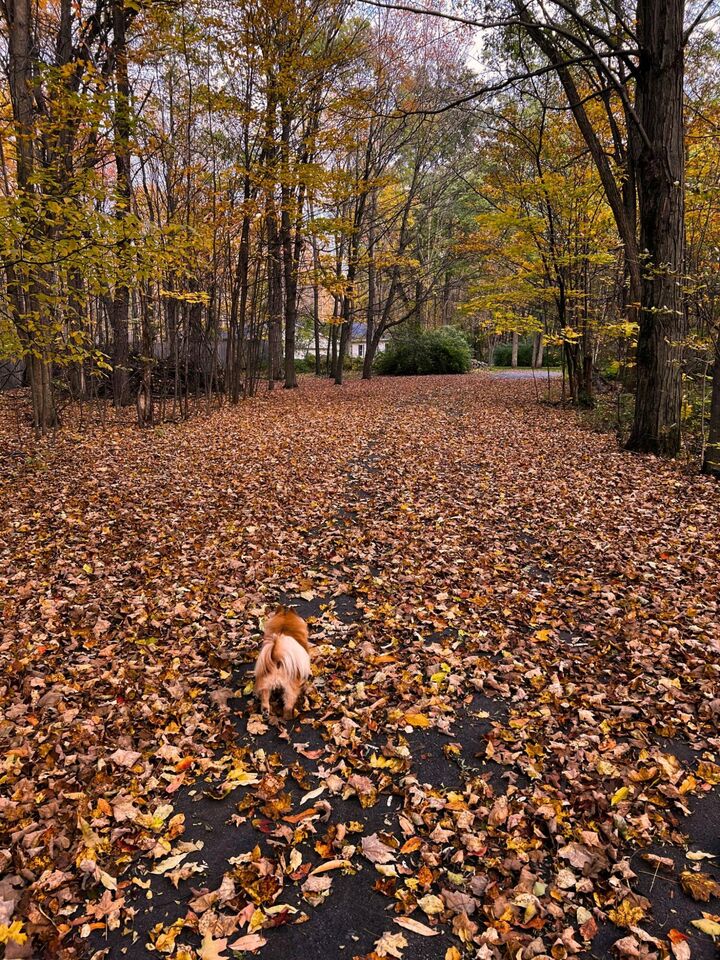 Property Photo: 864 O'Neil Road NY 12992
