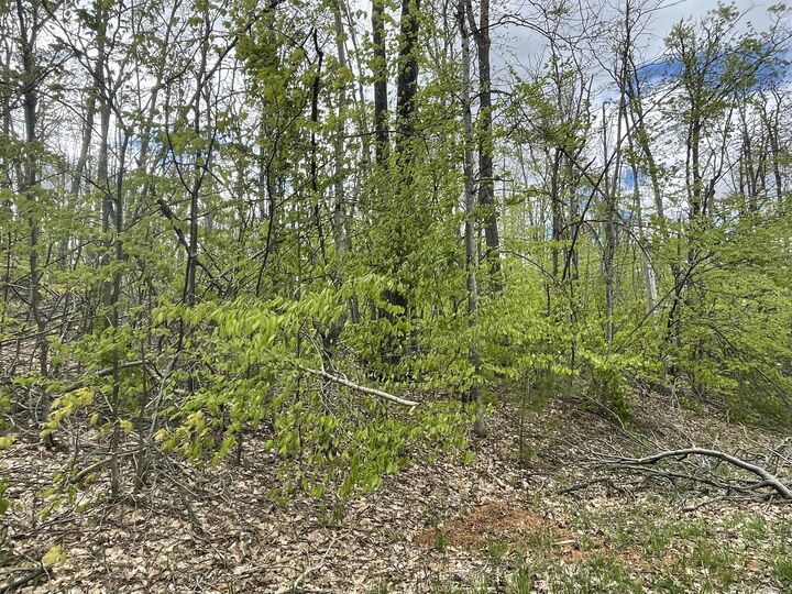 Property Photo:  990-994 Arawak Pass  MI 49735 