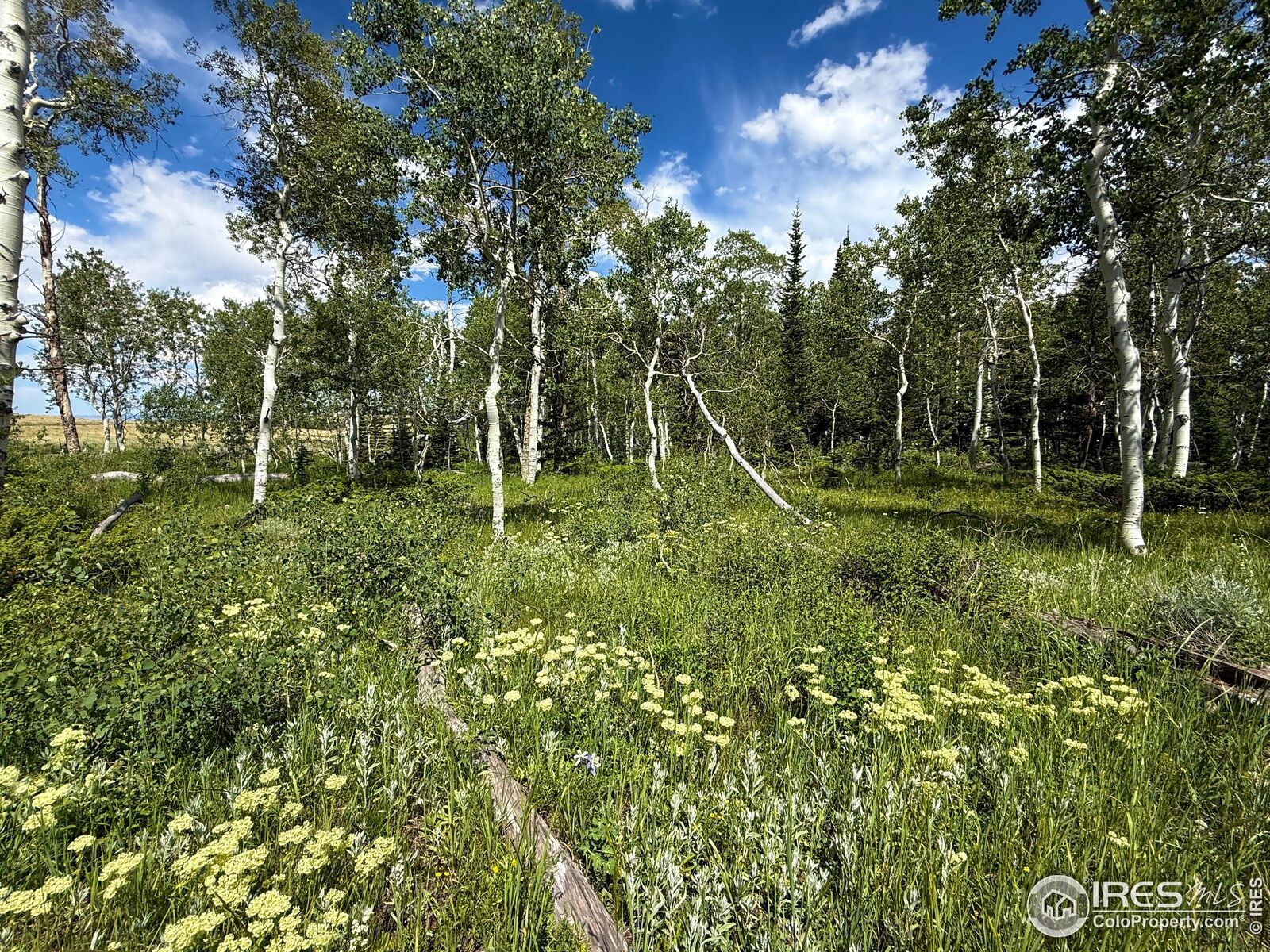 Property Photo: 0 Dewclaw Rd CO 80545