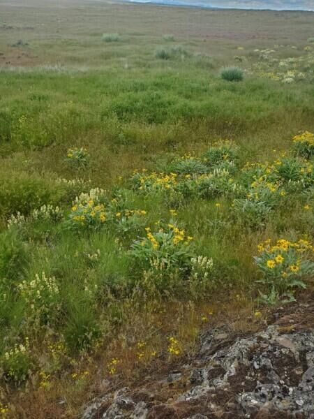 Property Photo: Tbd Earl Rd. N. WA 99122