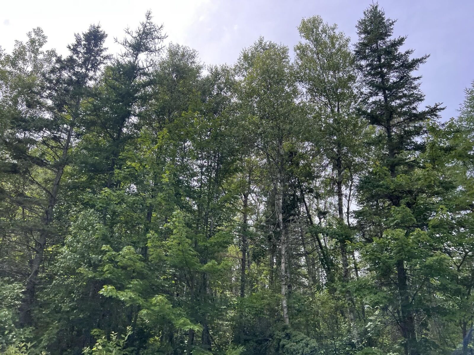 Property Photo:  Rte 12 Tyne Valley  PE C0B 2C0 