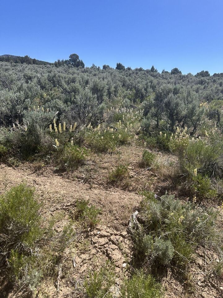 Property Photo:  Parcel  NV 89822 