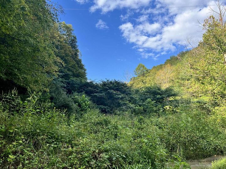 Property Photo:  0000 Rockhouse Fork Of Marrobone  Map# 085-00-00-015.05  KY 41522 