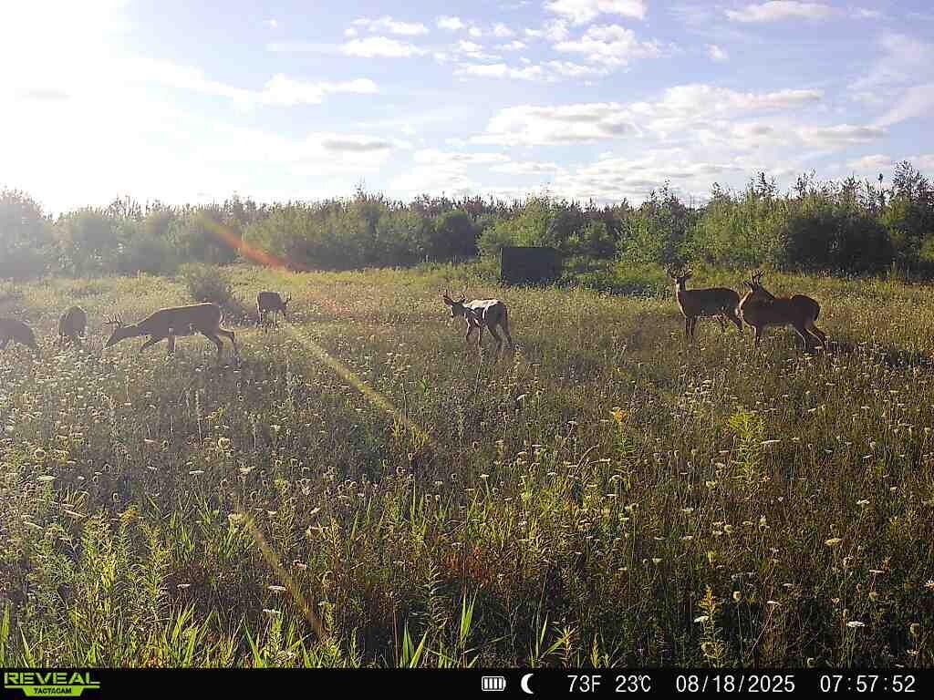 Property Photo: V/L 120ac Bolton Road MI 49776