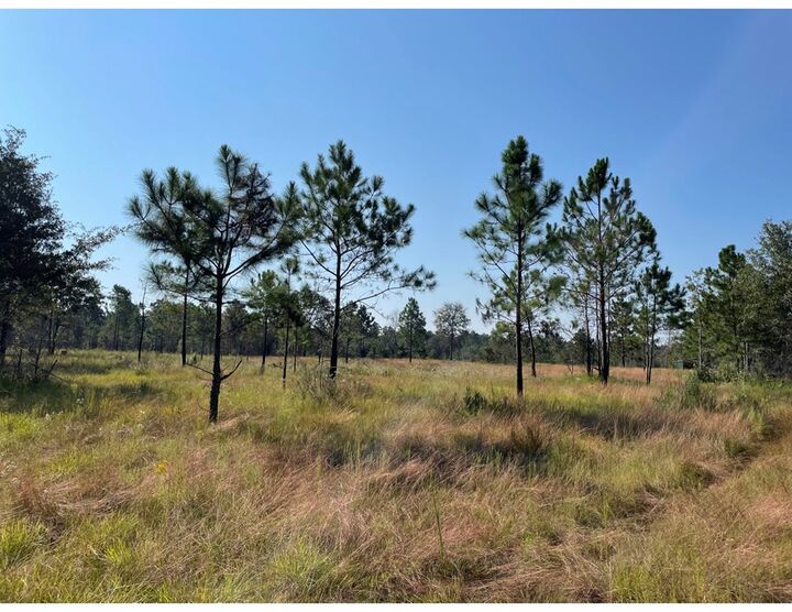 Property Photo:  0 Rebecca Waterloo Highway  GA 31783 