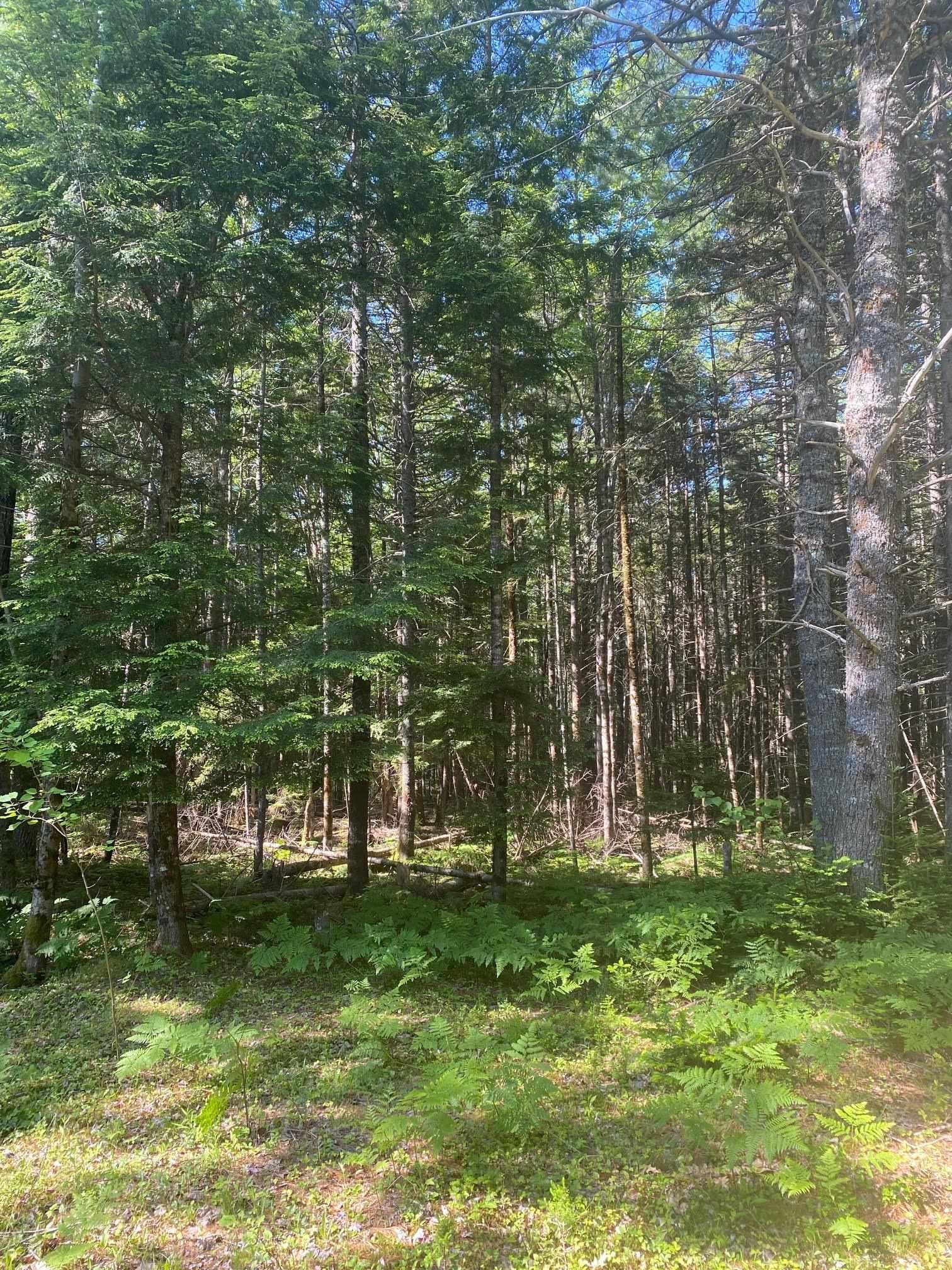 Property Photo:  Lot (Pid 60493061) Huey Lake Road  NS B0R 1G0 