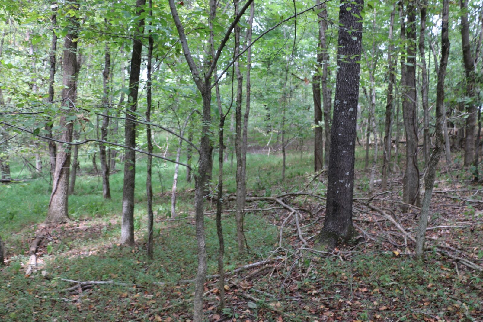 Property Photo: 1 Dotsonville Rd TN 37042