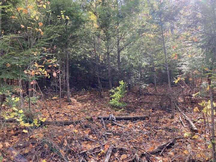 Property Photo:  Abnaki Trail  NH 03223 