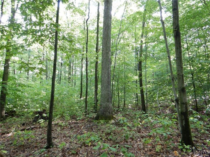 Bull Hill Road  Newfield NY 14867 photo