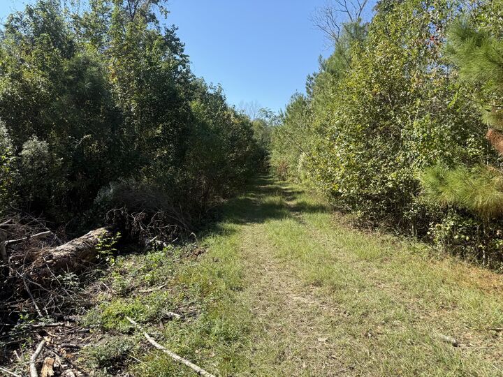 Property Photo:  Tbd Scallon Rd.  LA 70634 