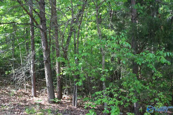 Lot 4 Hickory Lane  Valley Head AL 35989 photo